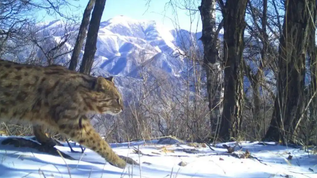 1200年前中国人撸的是豹猫