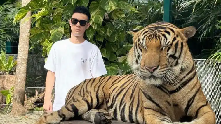  印度男子泰国景区摸老虎屁股遭扑咬
