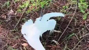  公园多只白鹭死亡 疑无人机打药中毒