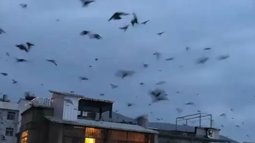 浙江宁波大量飞鸟飞离巢穴