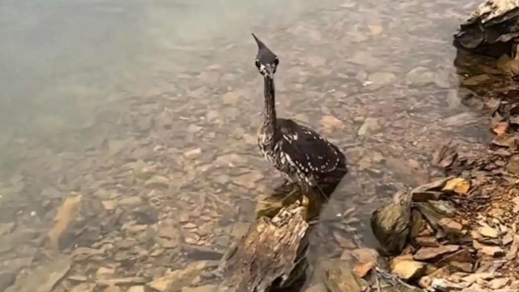 世界上最神秘的鸟在千岛湖被网缠住