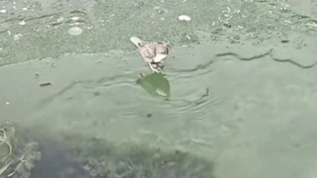 起猛了 看见一只鸟在潜水捕鱼