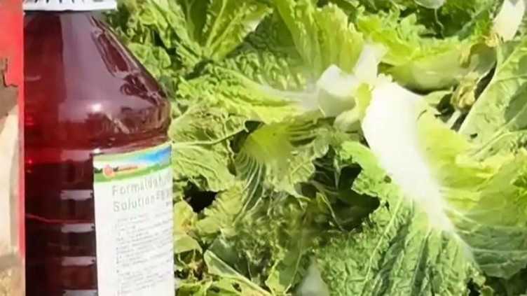 白菜收购环节蘸甲醛保鲜 官方通报