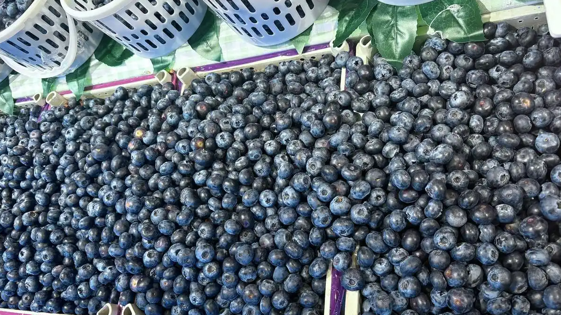 蓝莓价格跳水是国产水果“成人礼”