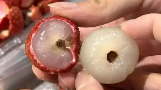  北方吃的都是“死荔枝”？先别破防