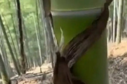   阿姨拔笋忘掉的衣服被竹子“穿走” 缩略图