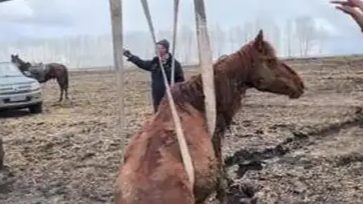  怀孕母马深陷土坑 众人接力救援
