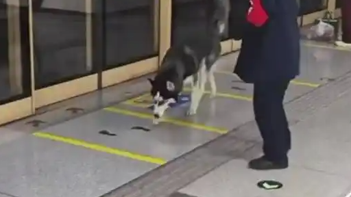  哈士奇进地铁站溜达被工作人员抱走