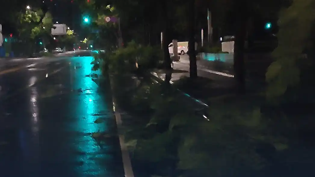 成都暴雨大风 一街道多棵树被吹倒