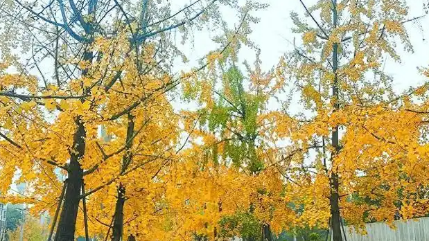 多名环卫工用高压水枪打落银杏叶