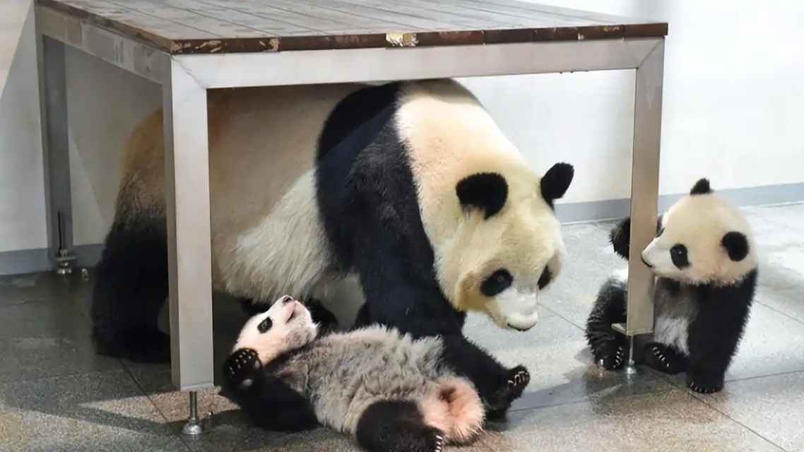 中国暂停租借大熊猫给日本