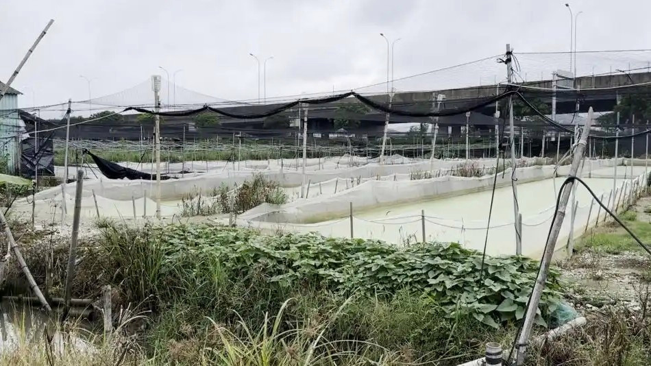 多地通报牛蛙产品抗生素超标问题