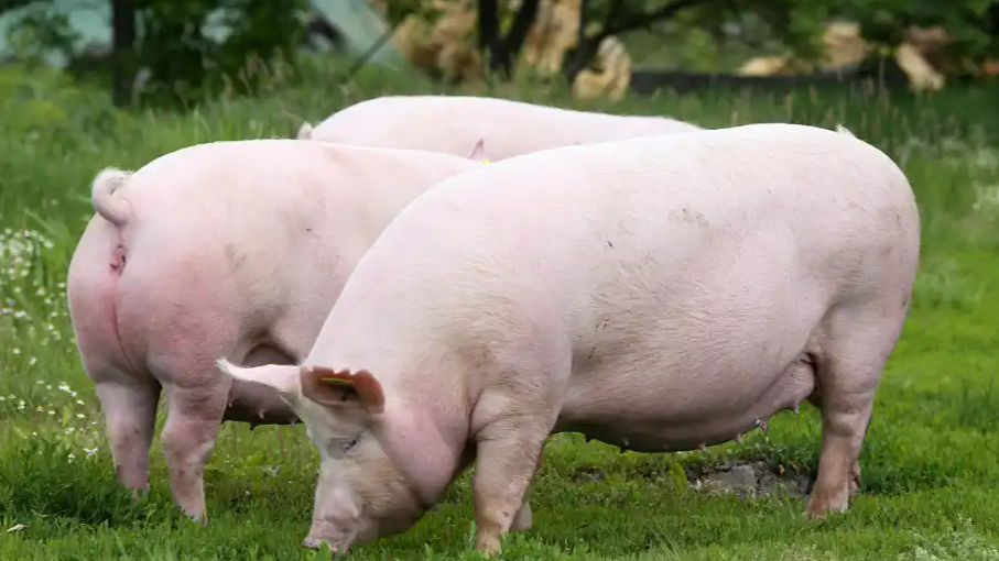 养殖户每头猪要亏500多元