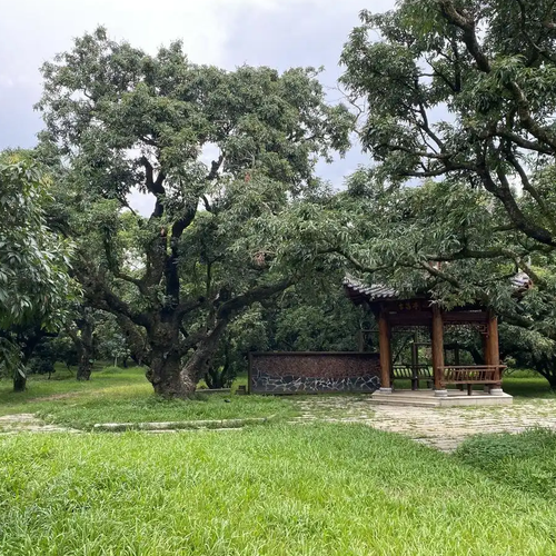 1816岁古荔树果实仅1元起拍