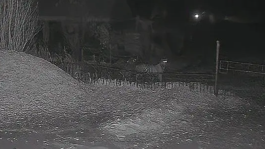 农户监控拍到野生东北虎院外徘徊