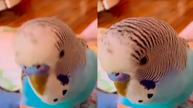 鹦鹉背诵《兰亭集序》开篇爆火