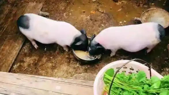 用剩菜剩饭喂猪违法？律师解读