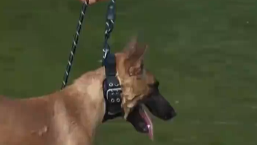  军犬救援演练发现是熟人扭头就走