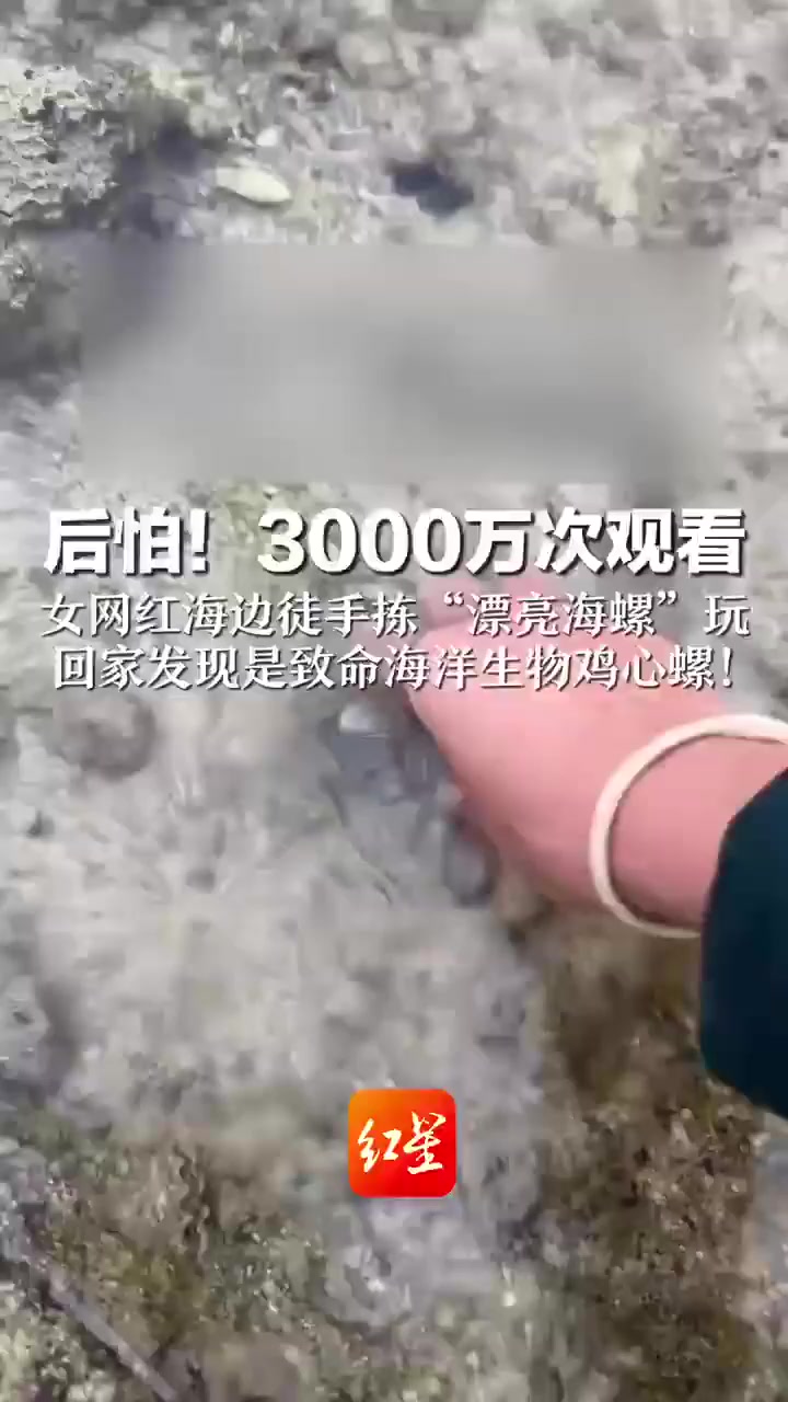  女网红海边徒手捡起致命鸡心螺