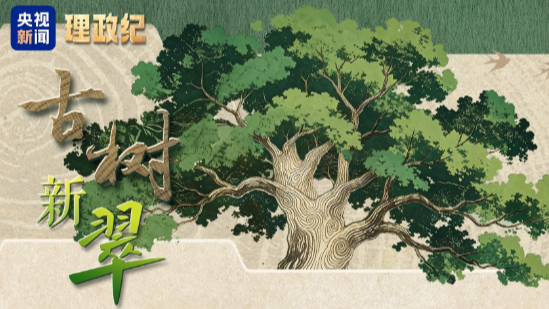 古树新翠