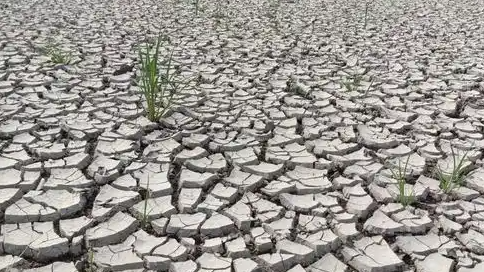 河南多地旱情严峻 省长：能浇尽浇
