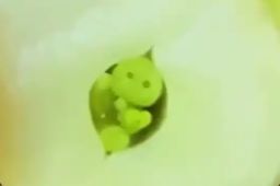 31日