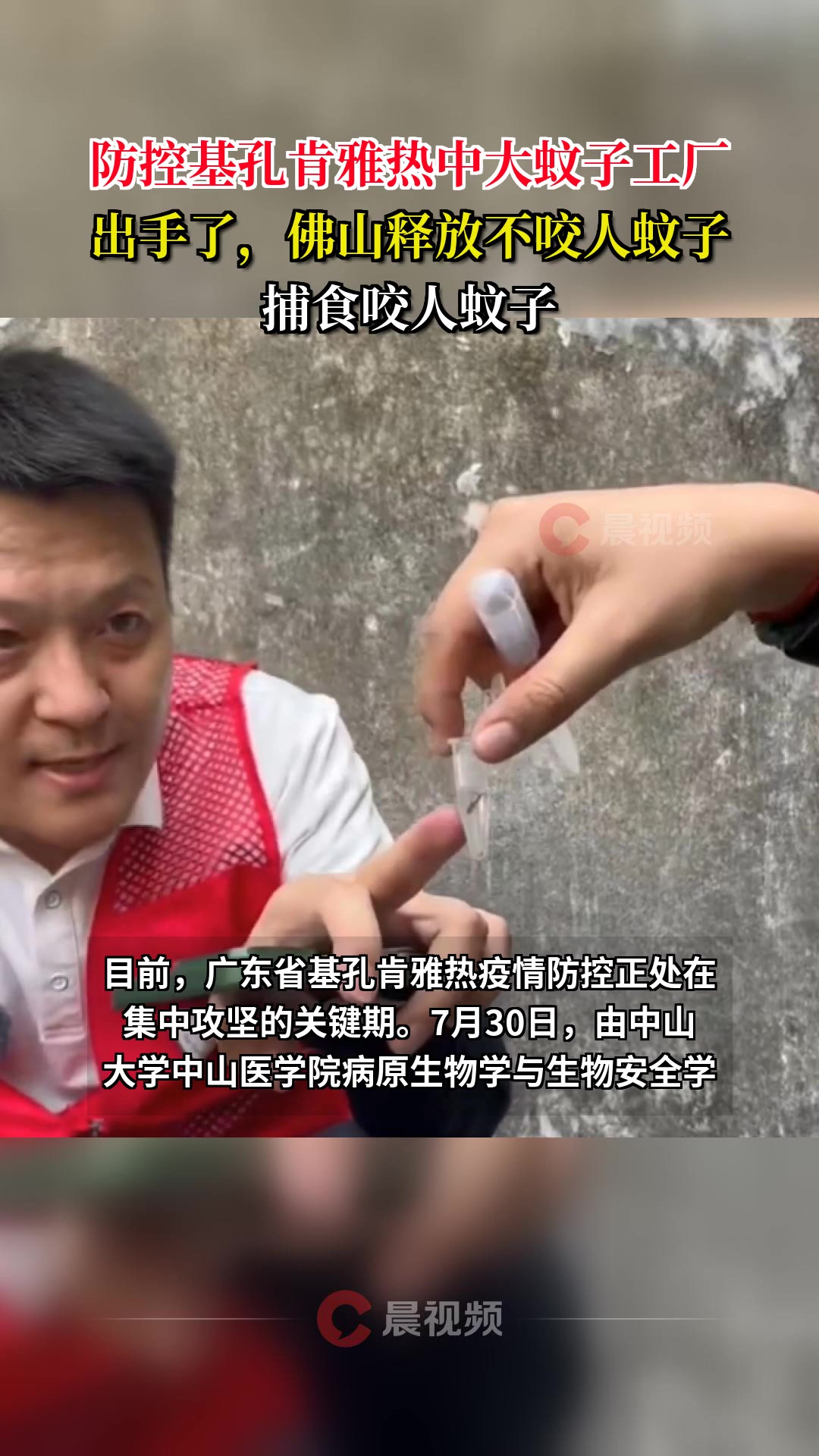 佛山释放不咬人蚊子捕食咬人蚊子