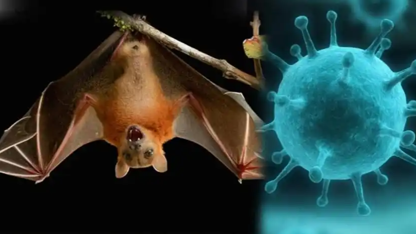 不要惊慌 尼帕病毒不是新病毒