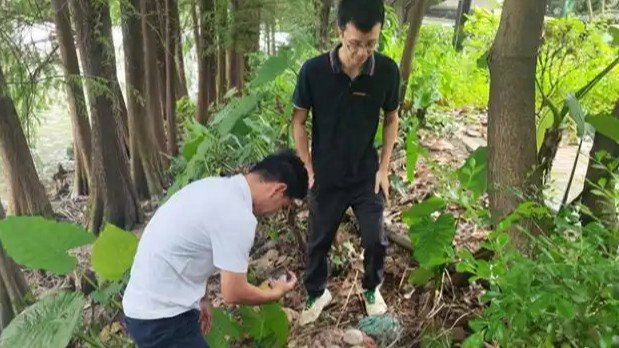  广州中心城区发现完整恐龙蛋化石