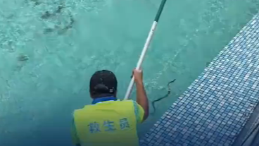 广东一景区泳池惊现游蛇 景区回应