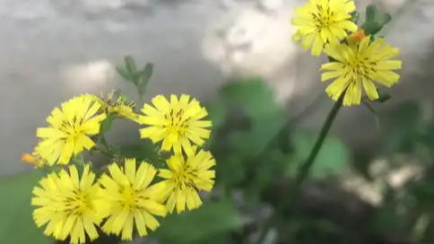  清明追思 这些“星辰”守护你我