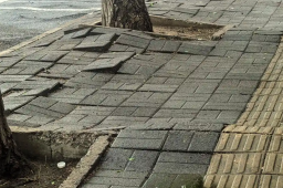   人行道成“波浪路”全赖树根吗 缩略图