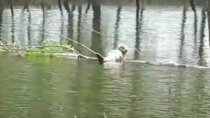 当地回应发大水海豹游进淡水鱼塘