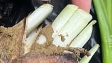  老人误将水仙当蒜苗致1家5口中毒