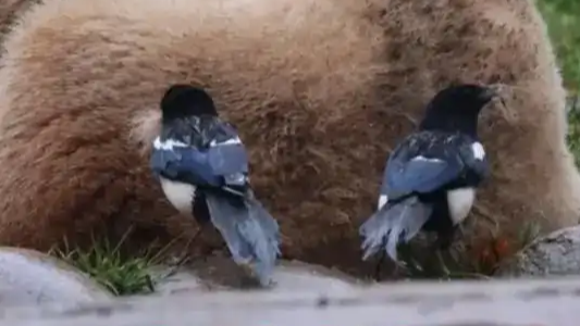 俩喜鹊从熊猫屁股上薅毛做窝
