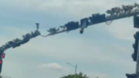 青岛警方通报一道路立杆装满监控