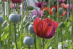   武汉植物园现罂粟花 园方：用于科普 缩略图