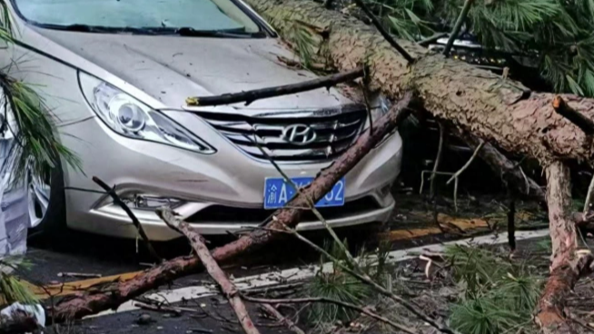 “亮证姐”事件多人被处理