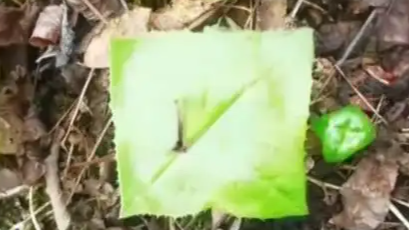  天涯何处无“方”草