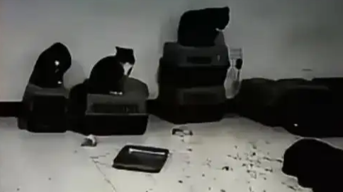 住户在一楼养几十只猫搞臭整栋楼