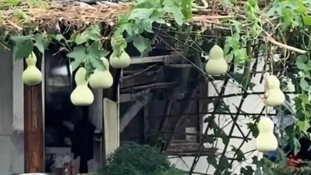 现实版葫芦兄弟