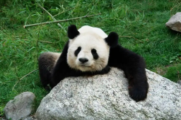   马克龙将访成都 想再租借大熊猫 缩略图