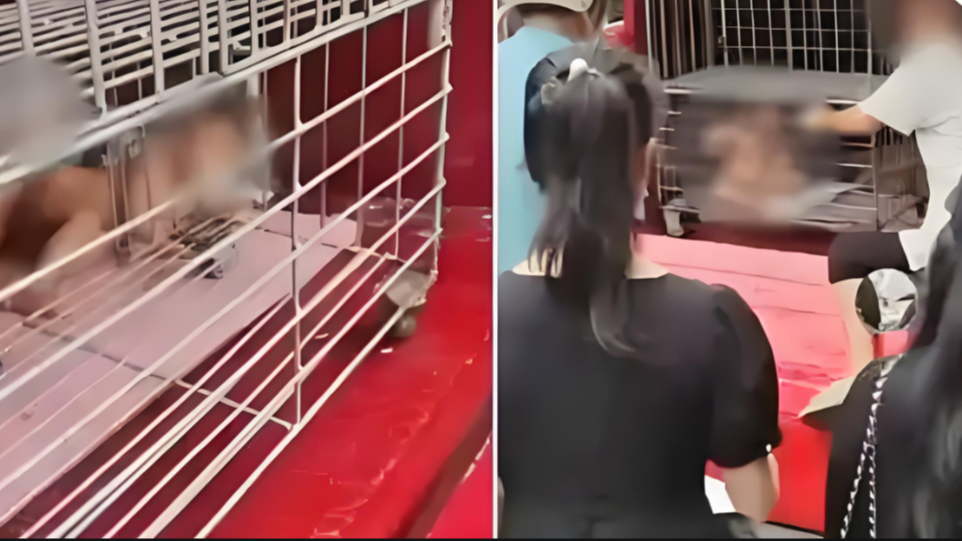  海南多名赤裸幼童被父亲关车斗铁笼