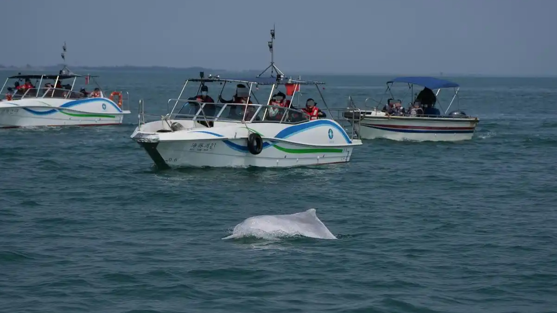 广西通报粉色海豚被“过度围观”