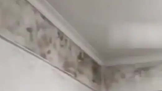 全家频繁生病 揭开墙布全屋发霉