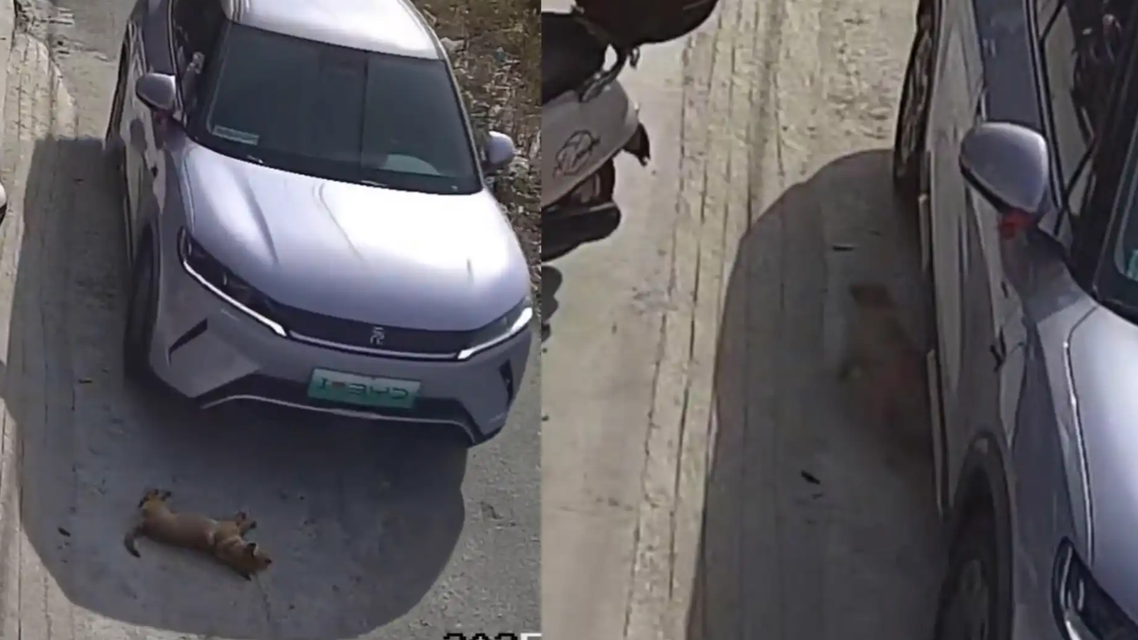 狗在路中间睡觉司机鸣笛无效后辗压