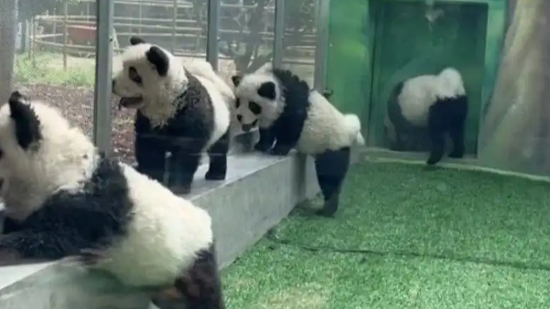  动物园回应将松狮犬染色成“熊猫”