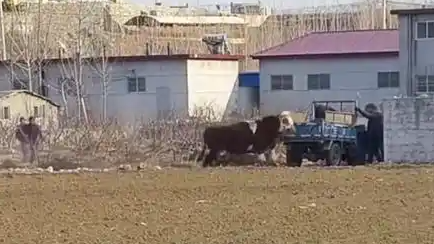  肉牛装车受惊 追撵牛主顶翻三轮车