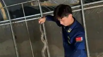福建男子自发前往广西横州抓捕蛇