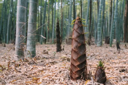   摄影师蹲守5天拍到竹笋冲破巨石 缩略图